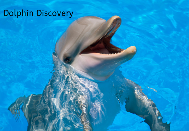 Dolphin Discovery