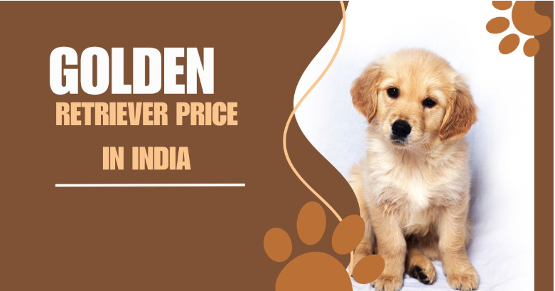 golden retriever price in india​