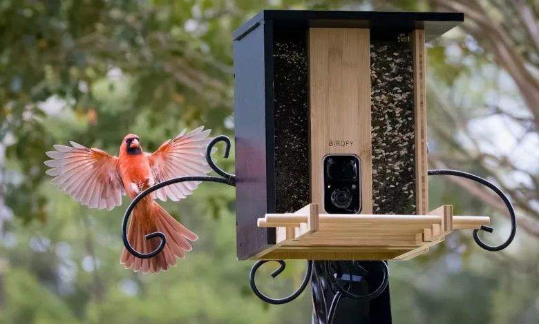 Bird Feeder Cameras