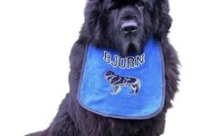 Dog Bibs for Drool: A Practical Solution for Managing Excessive Salivation